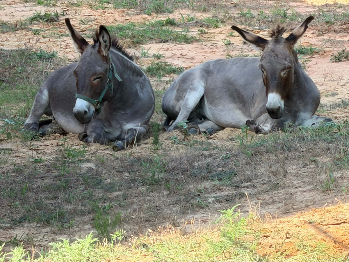Donkey Gear