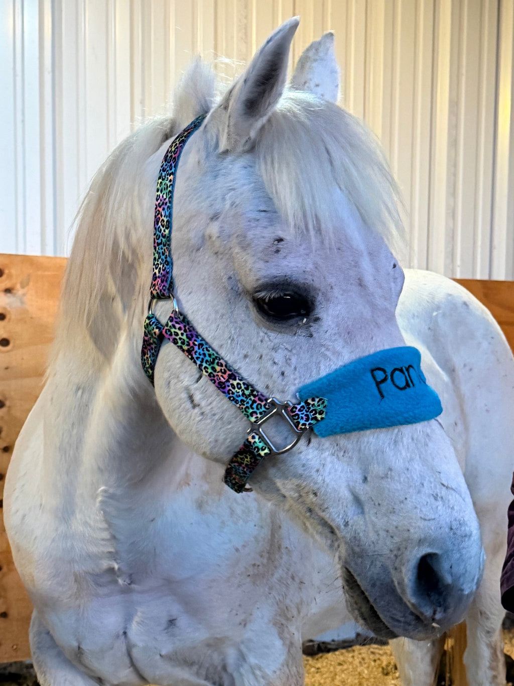 Personalized Tie Dye Cheetah Halter