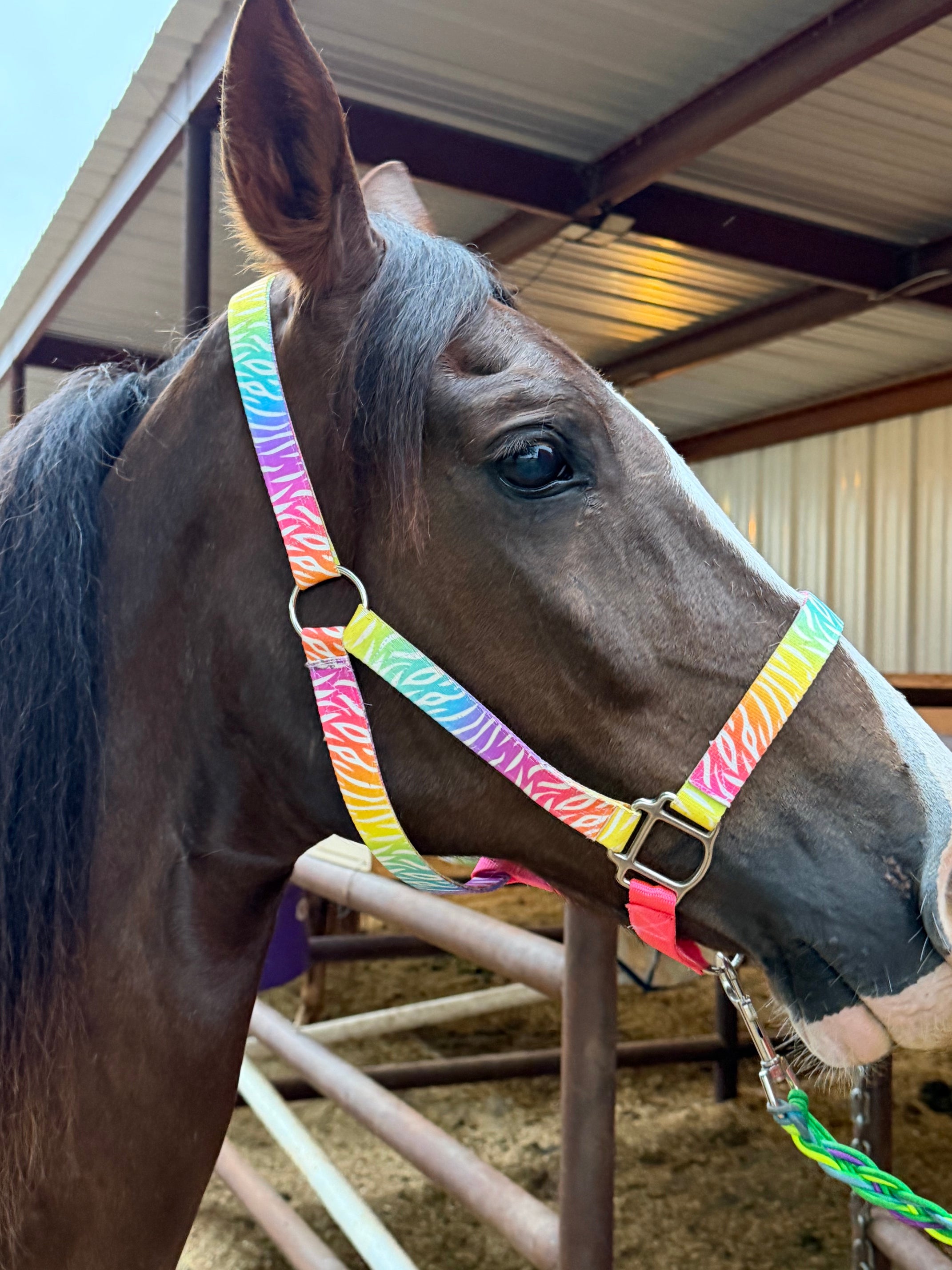 Neon Zebra Nylon Halter