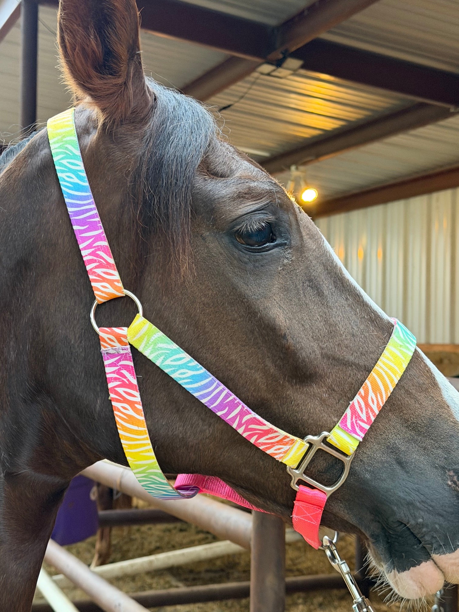 Neon Zebra Nylon Halter