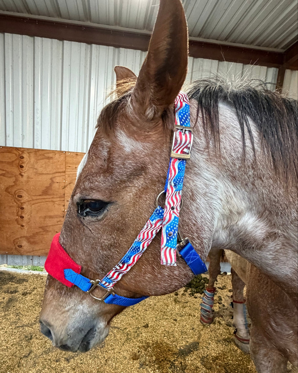 Personalized Patriotic Nylon Halter