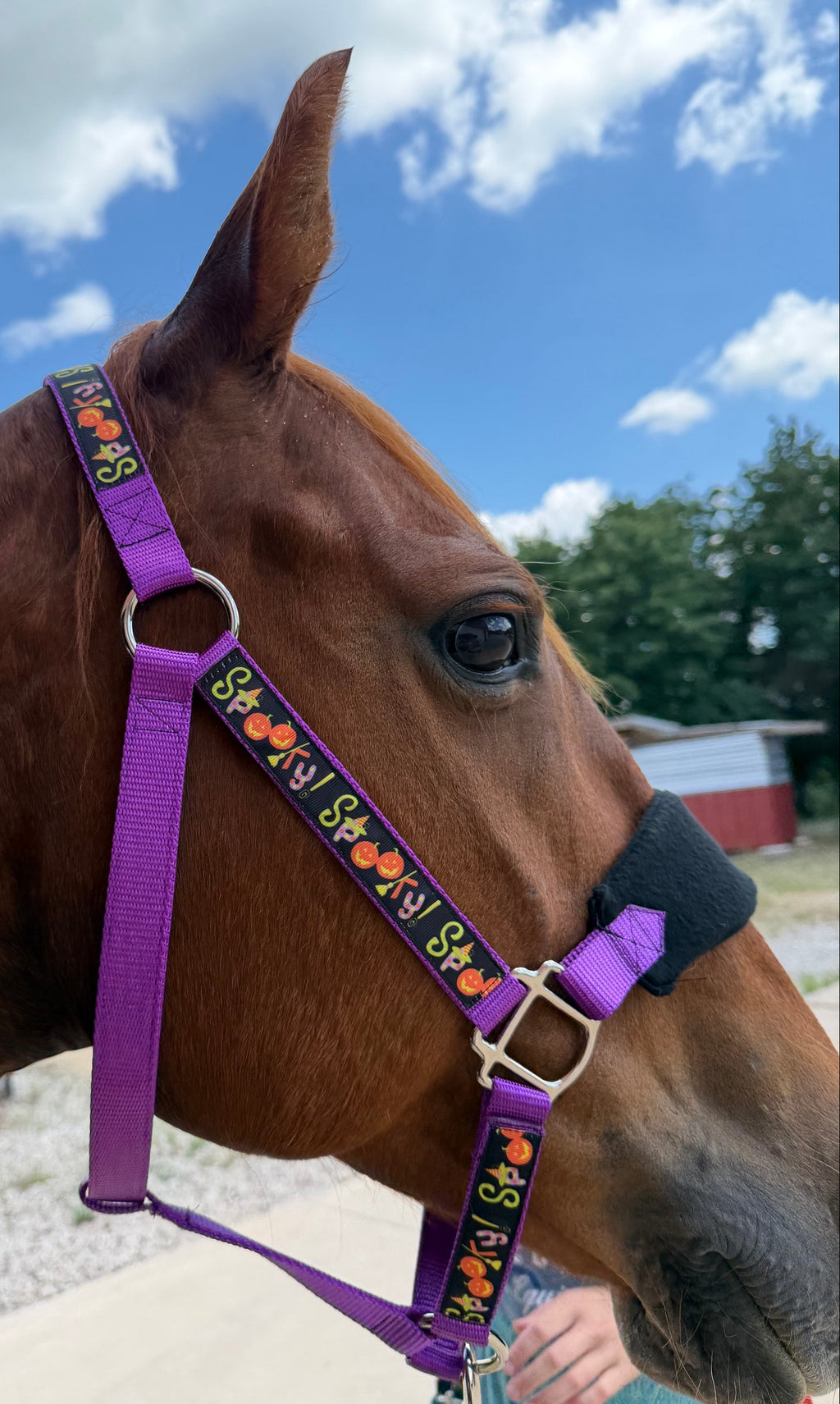 Personalized Spooky Halloween Halter