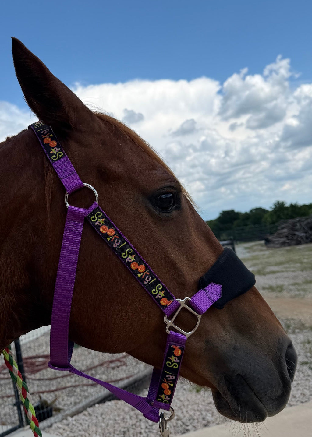 Horse with a purple bridle and colorful reins against a blue sky with clouds.