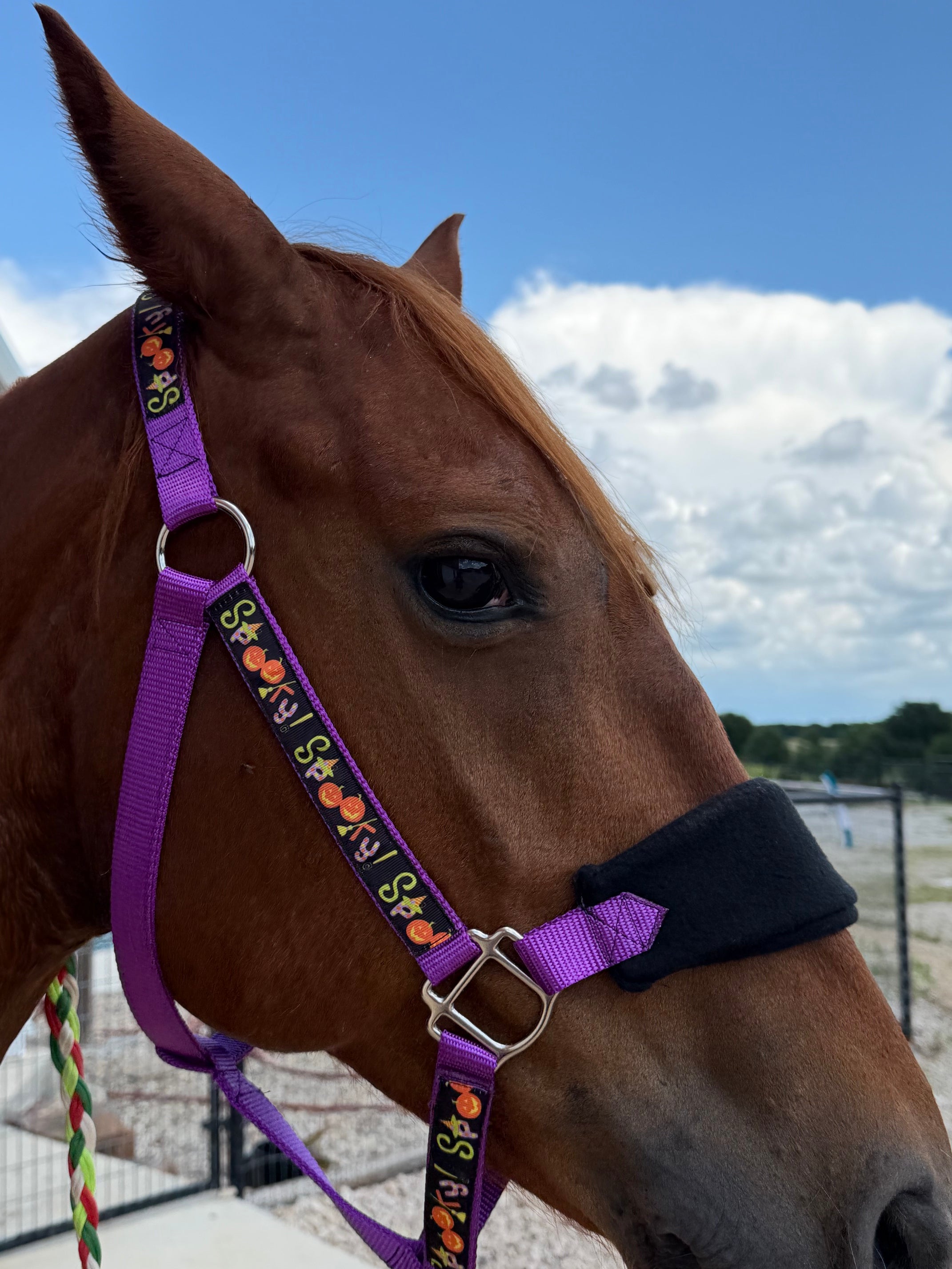 Personalized Spooky Halloween Halter