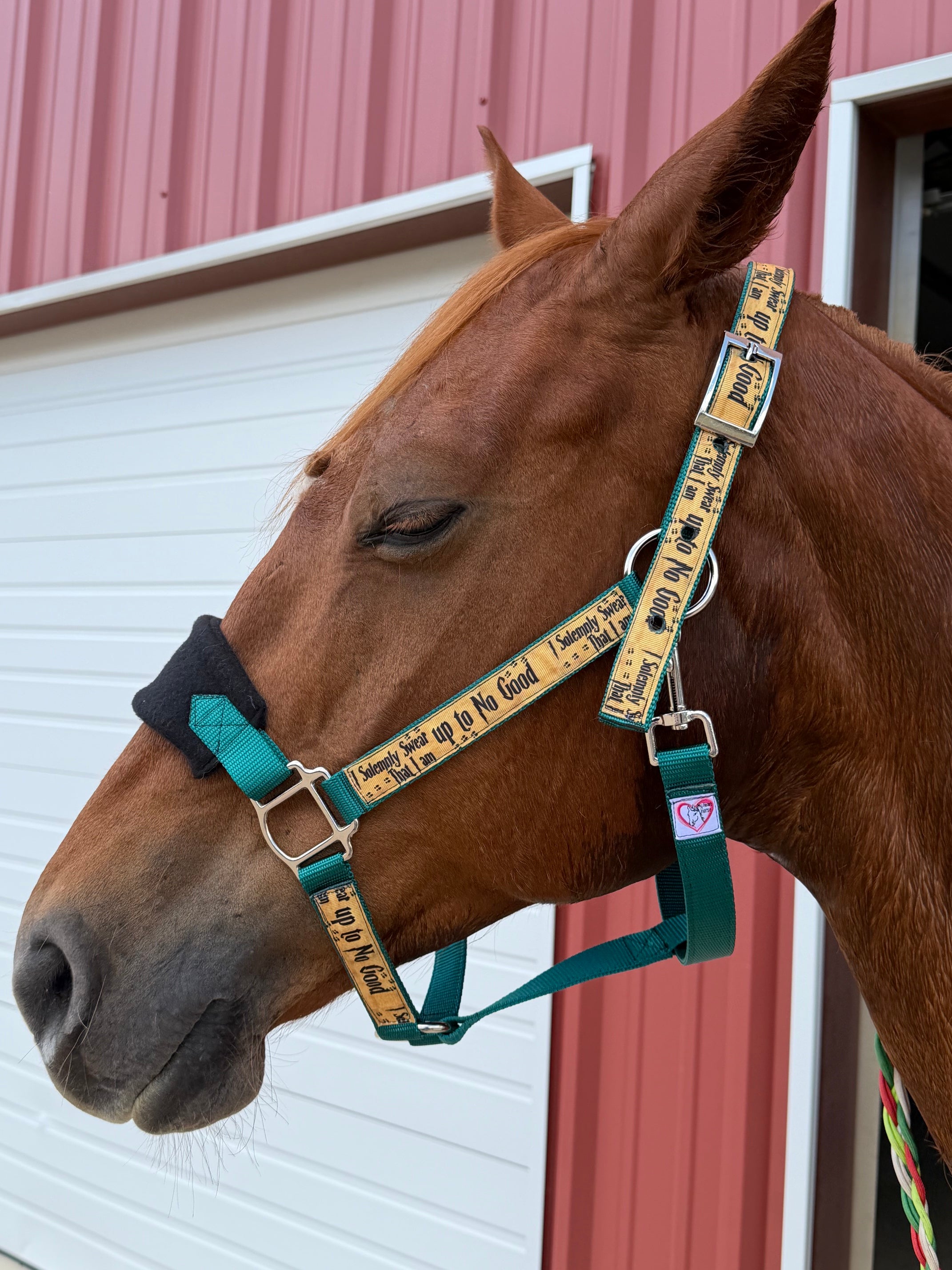 Personalized "Up to No Good" Halter