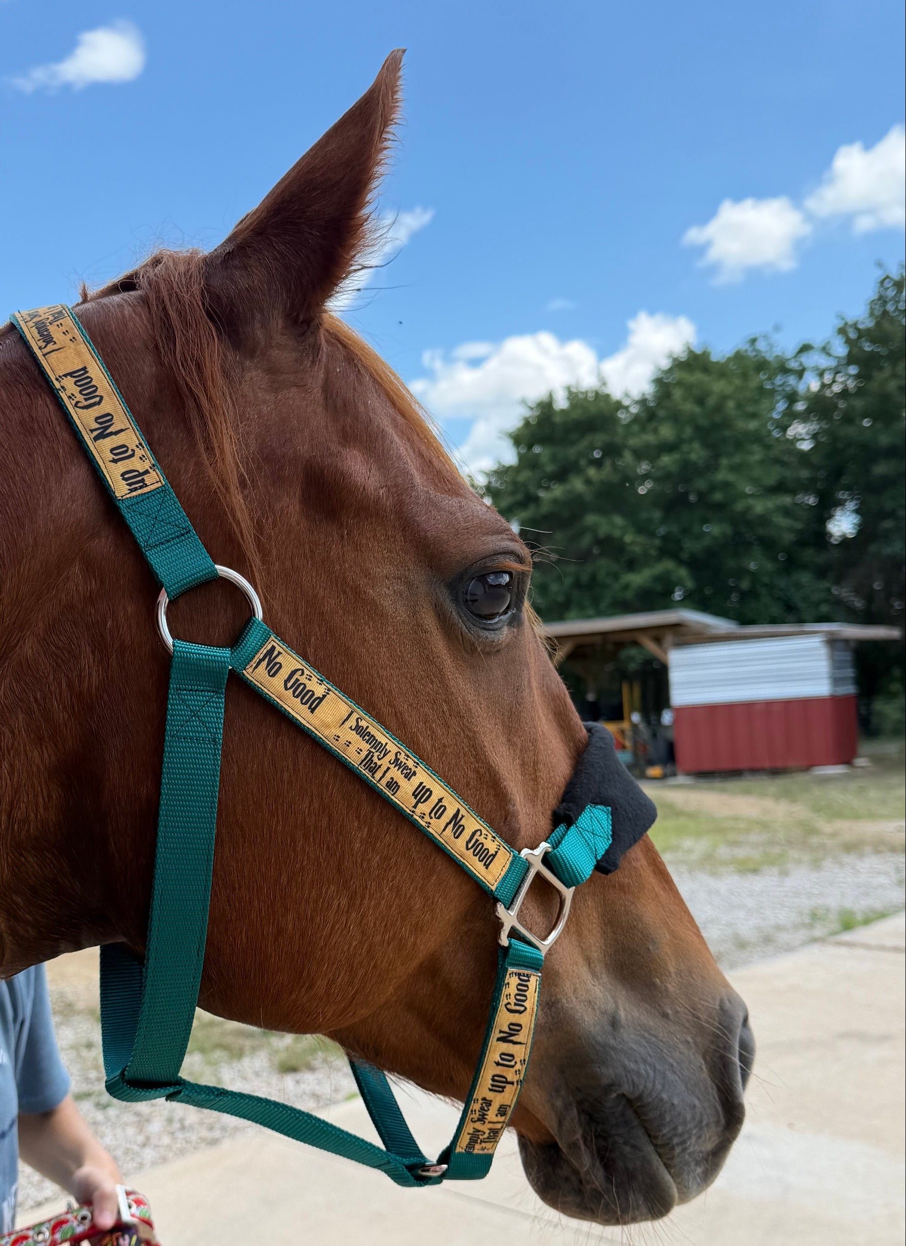 Horse wearing a green halter with a yellow strap, standing on a dirt road with a blue sky and trees in the background.
