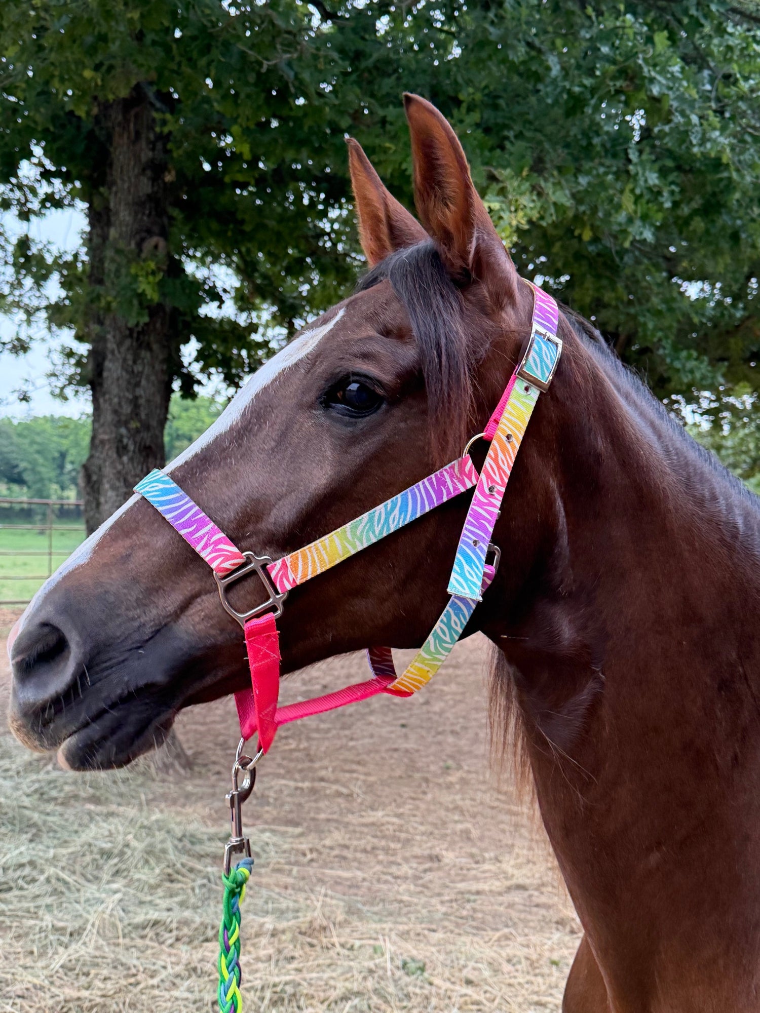 Neon Zebra Nylon Halter