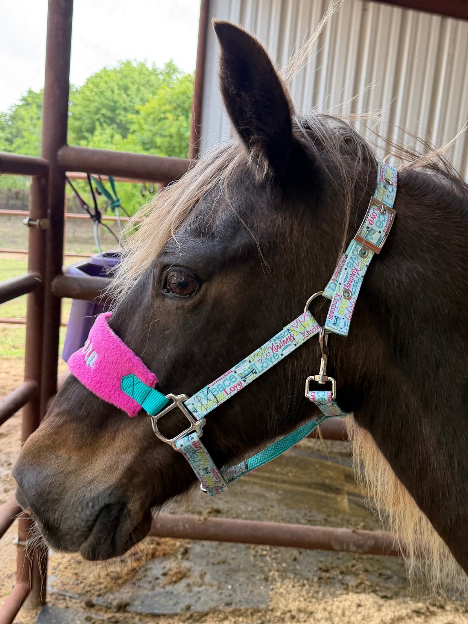 Horse with a bridle and pink halter in an outdoor stable setting