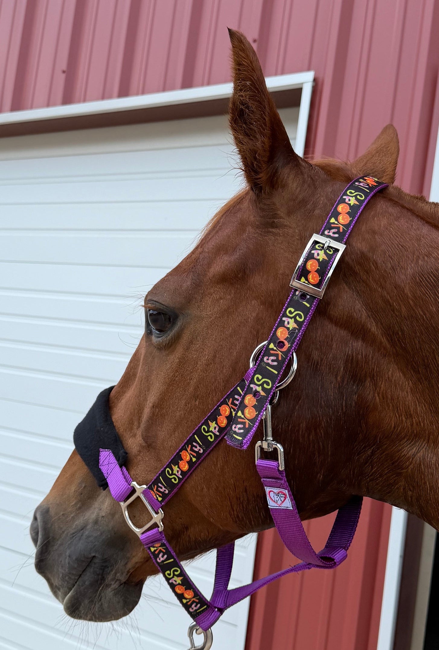 Personalized Spooky Halloween Halter