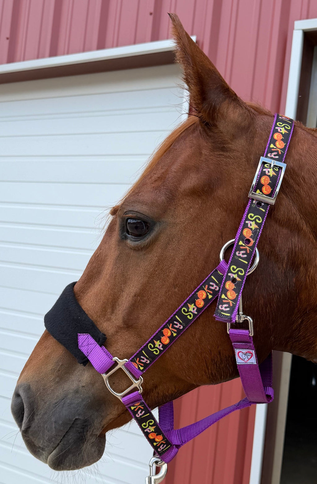 Personalized Spooky Halloween Halter