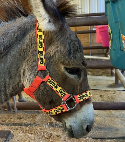 Neon Caution Nylon Halter