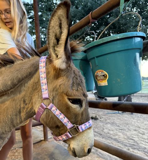 Cute Donkey Nylon Halter
