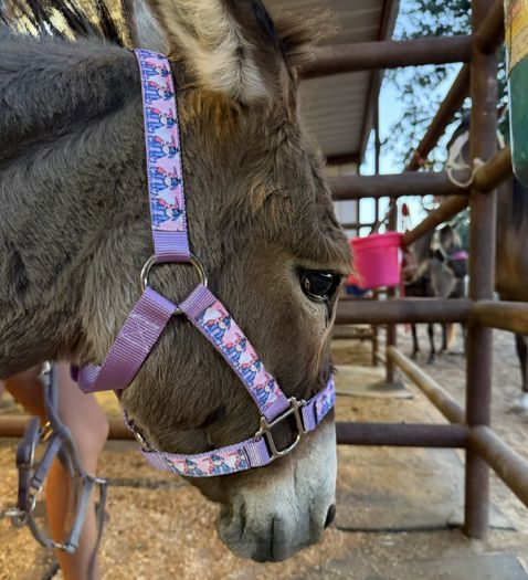 Cute Donkey Nylon Halter