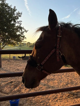 Horse looking over a fence with a clear sky and tree in the background